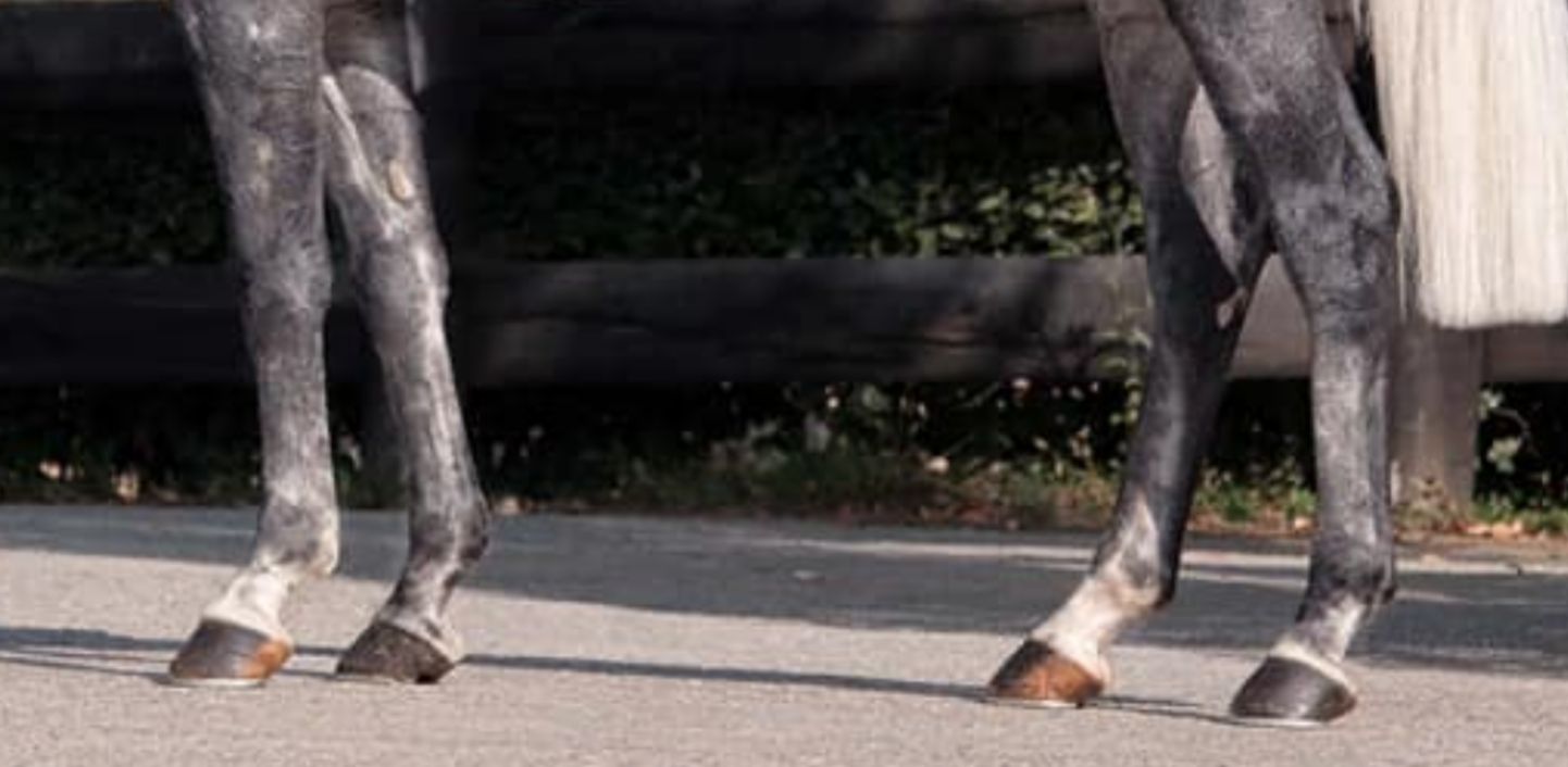Horse leg conformation